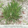 kretania sephirus georgia host plant 1